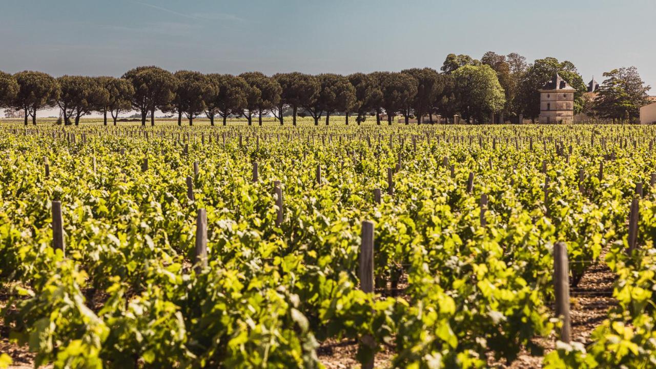 Chateau Laffitte Carcasset Saint Estephe Bagian luar foto